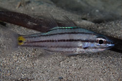 BD-140314-Padre-Burgos-1942-Cheilodipterus-isostigmus-(Schultz.-1940)-[Dog-toothed-cardinalfish].jpg